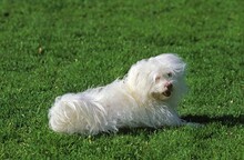 Coton De Tulear Dog, Adult Laying On Grass