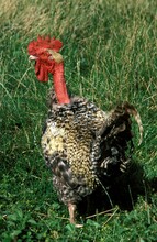 Naked Neck Domestic Chicken, Cockerel Standing On Grass