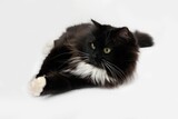Fototapeta Koty - Black and White Siberian Domestic Cat, Female against White Background
