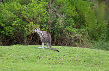 Kangaroo Scratching Itself - Eastern Grey Kangaroo - Anglesea Golf Course, Victoria, Australia