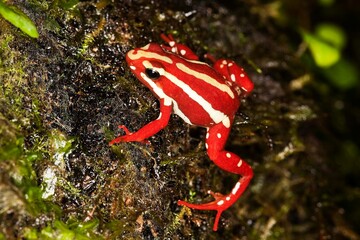 Wall Mural - Phantasmal Poison Frog, epipedobates tricolor, Adult, Venomous Frog from South America