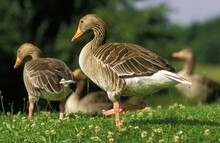 Greylag Goose, Anser Anser, Adults