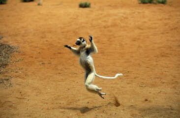 Wall Mural - verreaux's sifaka, propithecus verreauxi, adult hopping across open ground, berenty reserve, madagas
