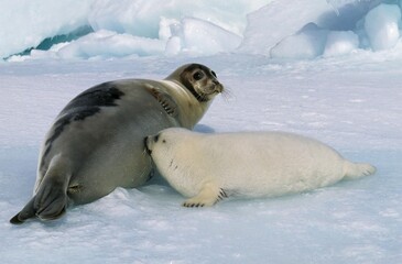 Wall Mural - harp seal, pagophilus groenlandicus, mother with pup suckling, magdalena island in canada