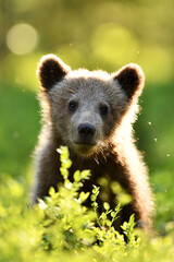 Wall Mural - brown bear cub in the summer forest