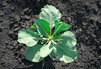 Growing cabbage in the garden in the open air, white cabbage bushes on the black ground. Concept of agricultural selection. Summer and autumn backgrounds.