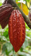 A mature red cacao pod hanging from a cocoa tree