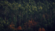 © Andre Silva - autumn in the mountains