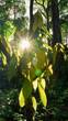 Young leaves of cacao tree illuminated by sunrise