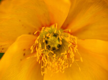 Close Up Of A Yellow Poppy Flower