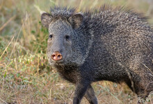 Javelina In The Texas Hill Country