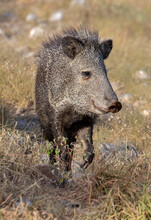 Javelina In The Texas Hill Country