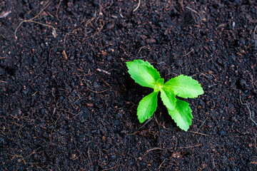 Wall Mural - Small stevia tree