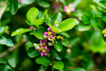 Wall Mural - Malpighia glabra Linn flowers