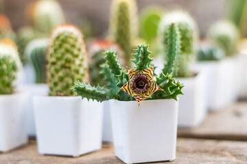 Wall Mural - Small cactus in a white planting pot