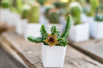 Wall Mural - Small cactus in a white planting pot