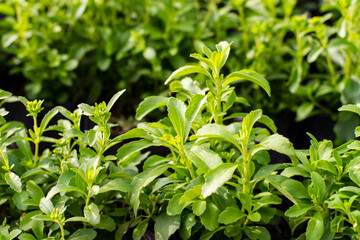 Wall Mural - Stevia tree plant