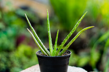 Wall Mural - Aloe Vera plant