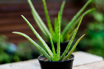 Wall Mural - Aloe Vera plant