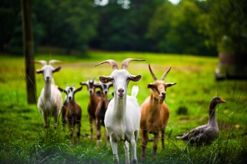 goat squad 2