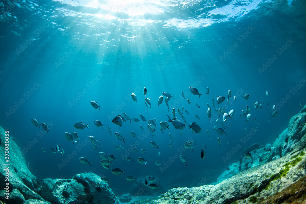 School of fish swimming in the crystal clear water, Australia Stock ...