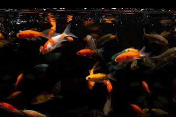 fish in aquarium black backgrond ,selective focus