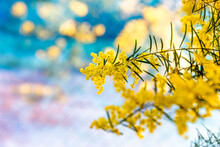 Blossoming Of Australian Wattle Tree (Acacia Pycnantha, Golden Wattle) Close Up In Spring, Bright Yellow Flowers Against Blue Background. 