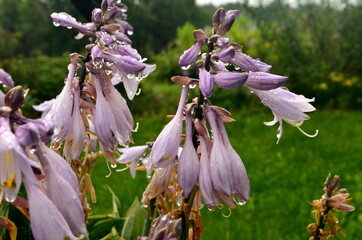 Wall Mural - purple flowers with raindrops, close - up. Garden in summer after the rain