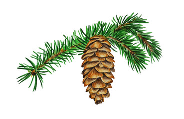 watercolor illustration, spruce branch with a cone on a white background.