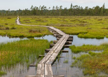 Wooden Wet Pathway Through Swamp Wetlands With Small Pine Trees, Marsh Plants And Ponds, A Typical Western-Estonian Bog. Nigula Nature Reserve