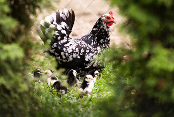 Canvas Print - Hen with its baby chicks in grass