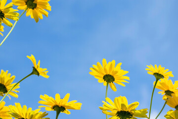 yellow daisies flowers against blue sky, perspective from low angle. fresh summer scene. rural field