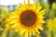 Single Sunflower Close Up On The Field