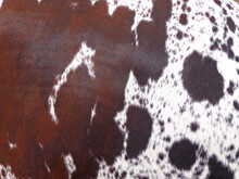 Cow Skin Texture Background, Cow Leather With Fur Background