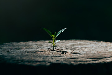 Wall Mural - new life growth future concept ,a strong seedling growing in the old center dead tree ,concept of su