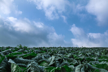 Canvas Print - Scenery of the beautlful panoramic green cabbage farm in high slope mountain with blue sky background at dawn.