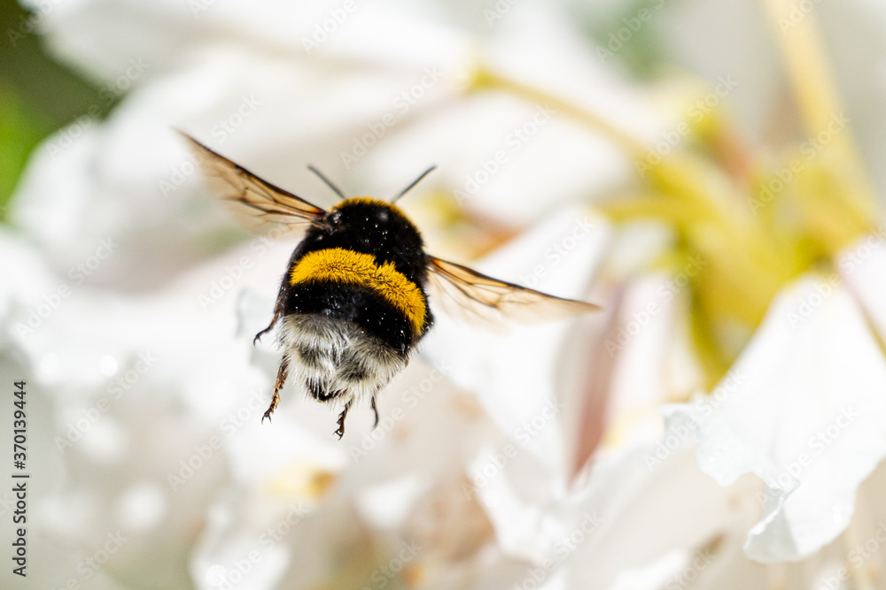 A cute bumblebee approaching a flower - obrazy, fototapety, plakaty 