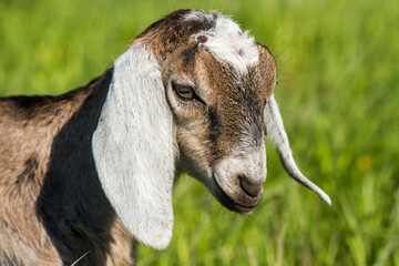 Wall Mural - south african boer goat doeling portrait on nature