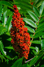 Bright Red Berries And Leaves Of Mature Stag Horn Sumac On A Stalk Mature In Summer Season Is A Favorite Food Of Insects And Birds.