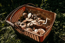 Basket Full Of Gathered Mushrooms From Forest.