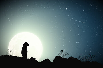 Sticker - lonely little bear and moon. baby animal silhouette. night starry sky