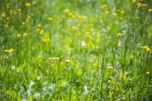 Green Sunny Summer Meadow Small Yellow Flowers Selective Focus