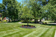 Small tree in bed of flowers and mulch on a beautiful grass lawn in front of a house