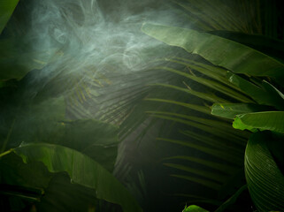 fragment view of nice mist  green tropical jungle