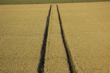 field of corn