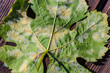 A dangerous disease of grape Mildew — downy mildew ( lat. Of plasmopara viticola )