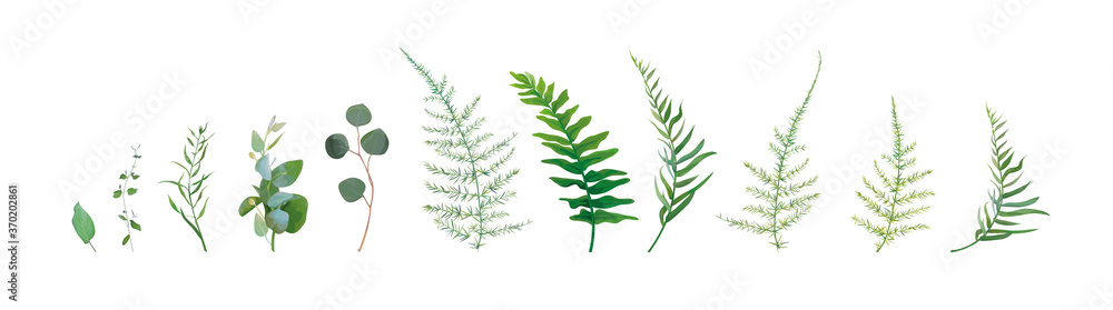 Vector designer watercolor style elements set, collection of green forest asparagus fern, green eucalyptus greenery art foliage natural leaves herbs. Decorative, beauty elegant illustration for design - obrazy, fototapety, plakaty 
