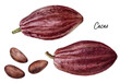 Cacao fruit and cacao beans watercolor illustration isolated on white background