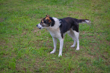 Wall Mural - Portrait of a young purebred dog walking on a green lawn.