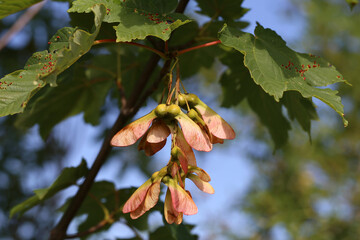 Group of maple seeds attached to the plant